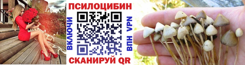 Купить где  Бугуруслан  Галлюциногенные грибы Psilocybe 